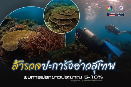 สำรวจปะการังอ่าวสุเทพ พบการฟอกขาวประมาณ 5-10%