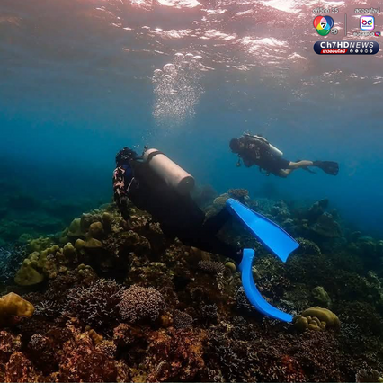 สำรวจปะการังอ่าวสุเทพ พบการฟอกขาวประมาณ 5-10%