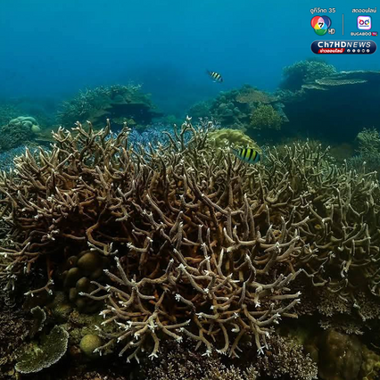 สำรวจปะการังอ่าวสุเทพ พบการฟอกขาวประมาณ 5-10%