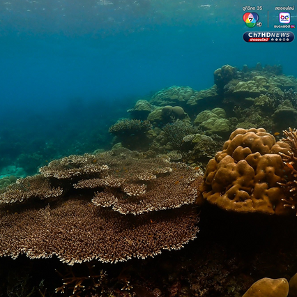 สำรวจปะการังอ่าวสุเทพ พบการฟอกขาวประมาณ 5-10%