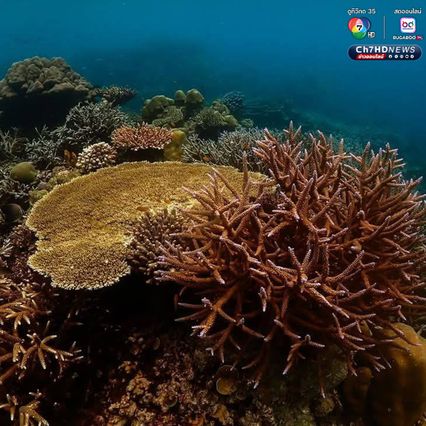 สำรวจปะการังอ่าวสุเทพ พบการฟอกขาวประมาณ 5-10%