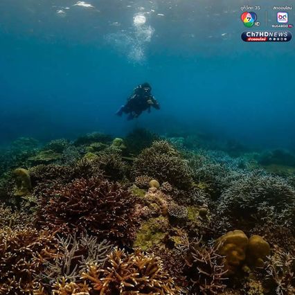 สำรวจปะการังอ่าวสุเทพ พบการฟอกขาวประมาณ 5-10%