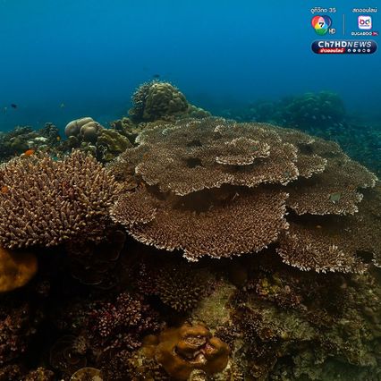 สำรวจปะการังอ่าวสุเทพ พบการฟอกขาวประมาณ 5-10%