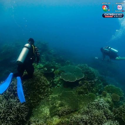 สำรวจปะการังอ่าวสุเทพ พบการฟอกขาวประมาณ 5-10%