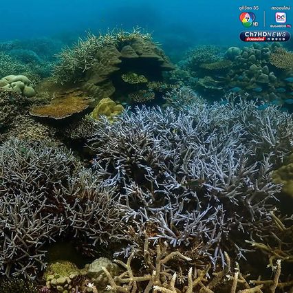 สำรวจปะการังอ่าวสุเทพ พบการฟอกขาวประมาณ 5-10%