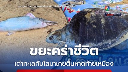 ขยะคร่าชีวิต เต่าทะเลกับโลมาเกยตื้นหาดท้ายเหมือง