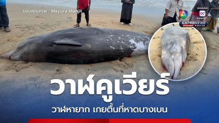 วาฬคูเวียร์ วาฬหายากเกยตื้นที่หาดบางเบน