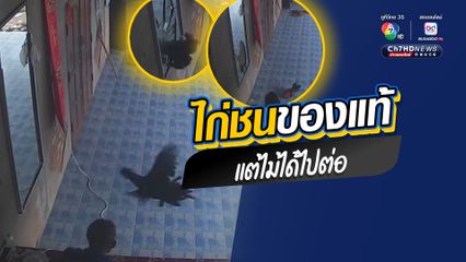 นาทีชีวิต ไก่บินพุ่งชนกระจกเงาติดผนังบ้านอย่างแรงจนตาย
