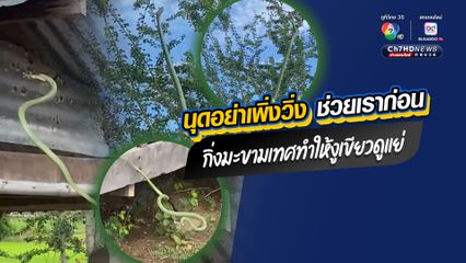 ช็อตเด็ดในบ้านสวน งูเขียวเลื้อยเกี่ยวกิ่งไม้พลาดร่วงกระแทกพื้น คนตกใจวิ่งหนีกระเจิง