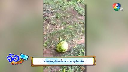 ชาวสวนทุเรียนน้ำตาตก พายุฝนถล่ม