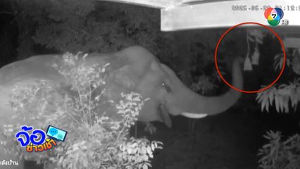 กล้องจับหัวขโมย กินมะม่วงแก่