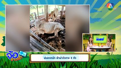 ฝนตกหนัก ฟ้าผ่าวัวตาย 2 ตัว