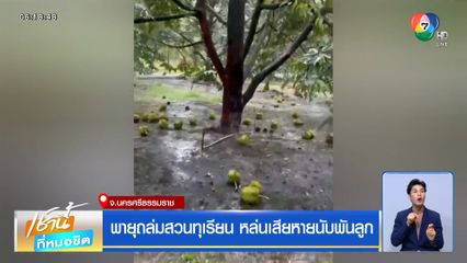 พายุถล่มสวนทุเรียน หล่นเสียหายนับพันลูก