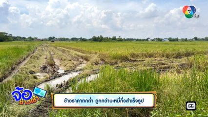 ข้าวราคาตกต่ำ ถูกกว่าบะหมี่กึ่งสำเร็จรูป - วอนรัฐช่วยเกษตรกร หอมแดงราคาดิ่ง