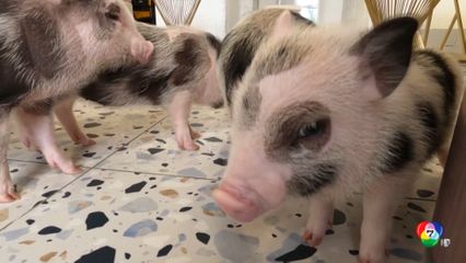 คาเฟลูกหมู คลายเครียดจากการสงคราม ที่ยูเครน