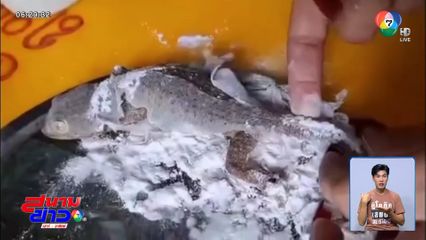 ใจเธอมันได้ ! หญิงช่วยชีวิตตุ๊กแก ตัวติดกาวดักหนู จ.สุรินทร์