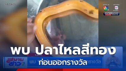 พบ ปลาไหลสีทอง ก่อนออกรางวัล จ.พะเยา