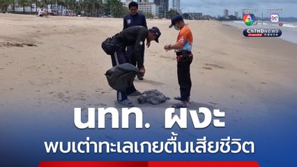 นักท่องเที่ยวผงะ พบเต่าทะเลเกยตื้นตายริมหาดจอมเทียน เจ้าหน้าที่เร่งเก็บซากตรวจสอบสาเหตุ