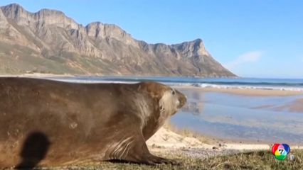 ปล่อยแมวน้ำช้างกลับสู่ทะเล ที่แอฟริกาใต้