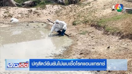 ปศุสัตว์ยืนยันไม่พบเชื้อแอนแทรกซ์ มุกดาหาร-หนองบัวลำภู