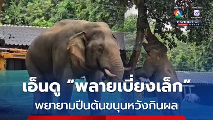 สุดน่ารัก! “พลายเบี่ยงเล็ก” พยายามปีนต้นขนุนกลางเขาใหญ่ หวังเด็ดกินผล