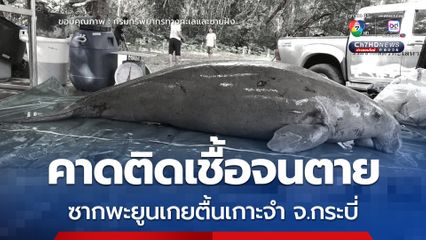 ซากพะยูนเกยตื้นที่เกาะจำ จ.กระบี่ คาดติดเชื้อในร่างกายจนตาย