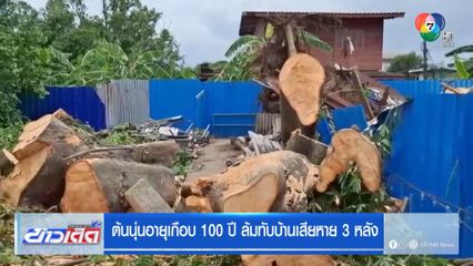 ต้นนุ่นอายุเกือบ 100 ปี ล้มทับบ้านเสียหาย 3 หลัง