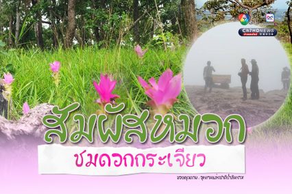 สัมผัสหมอก ชมดอกกระเจียว