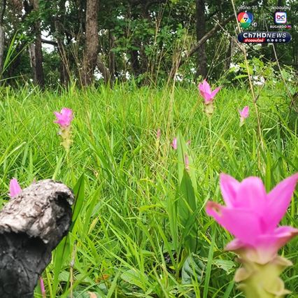 สัมผัสหมอก ชมดอกกระเจียว