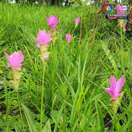 สัมผัสหมอก ชมดอกกระเจียว