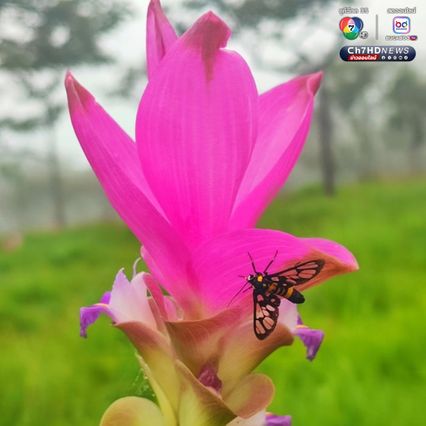 สัมผัสหมอก ชมดอกกระเจียว