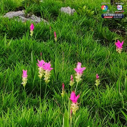 สัมผัสหมอก ชมดอกกระเจียว