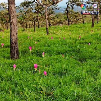 สัมผัสหมอก ชมดอกกระเจียว