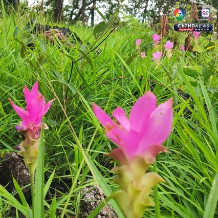 สัมผัสหมอก ชมดอกกระเจียว