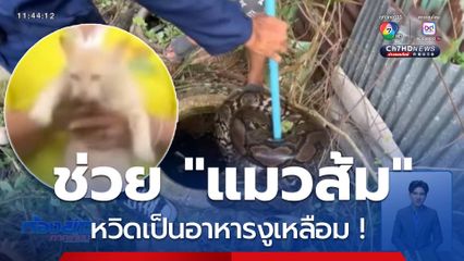 ช่วย "แมวส้ม" ถูกงูรัด