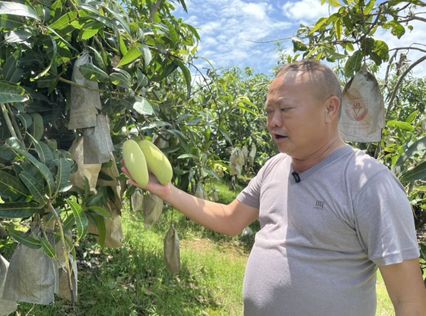 ชาวบ้านวอนช่วยเหลือ! ราคามะม่วงร่วงหนัก ต่ำสุดในรอบหลายปี