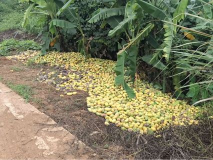 ชาวบ้านวอนช่วยเหลือ! ราคามะม่วงร่วงหนัก ต่ำสุดในรอบหลายปี