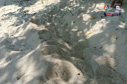 แม่เต่ากระขึ้นวางไข่ 158 ฟอง เป็นรังที่ 5 ของปี 2568