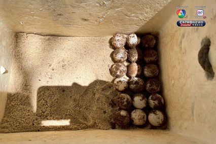 แม่เต่ากระขึ้นวางไข่ 158 ฟอง เป็นรังที่ 5 ของปี 2568