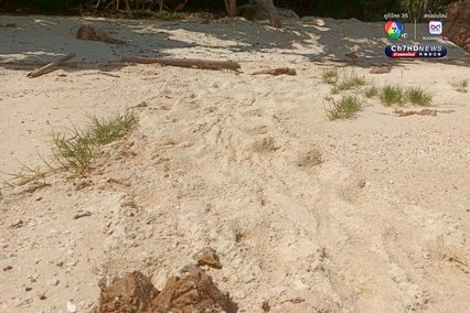 แม่เต่ากระขึ้นวางไข่ 158 ฟอง เป็นรังที่ 5 ของปี 2568