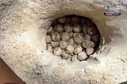 แม่เต่ากระขึ้นวางไข่ 158 ฟอง เป็นรังที่ 5 ของปี 2568