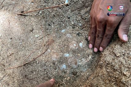 แม่เต่ากระขึ้นวางไข่ 158 ฟอง เป็นรังที่ 5 ของปี 2568