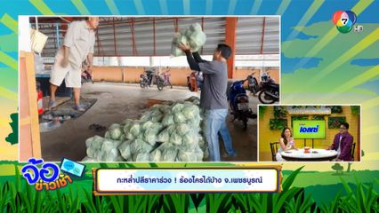 กะหล่ำปลีราคาร่วง ! ร้องใครได้บ้าง จ.เพชรบูรณ์