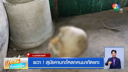 ผวา ! สุนัขคาบกะโหลกคนมากัดแทะ