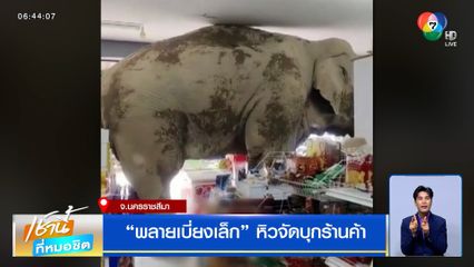 พลายเบี่ยงเล็ก หิวจัดบุกร้านค้า