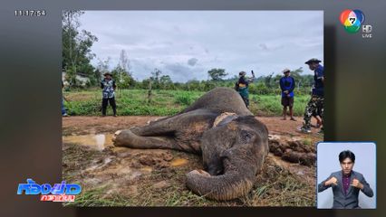 เอาผิดเจ้าของสวนทุเรียน ทำช้างป่าล้ม จ.จันทบุรี