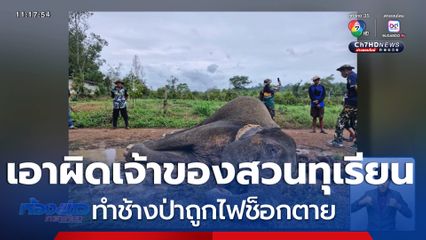 เอาผิดเจ้าของสวนทุเรียน ทำช้างป่าล้ม จ.จันทบุรี