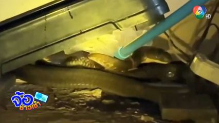 หอบลูก 2 เดือนหนีตาย งูจงอางยักษ์บุกห้องพัก