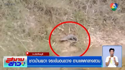 ชาวบ้านปราจีนฯ ผวา จระเข้นอนขวาง อาบแดดกลางสวน ไม่รู้มาจากไหน