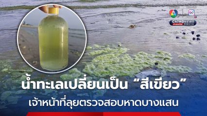 กรมทะเลลงตรวจสอบหาดบางแสน น้ำทะเลเปลี่ยนเป็นสีเขียว สาเหตุมาจากการสะพรั่งของแพลงก์ตอนพืช